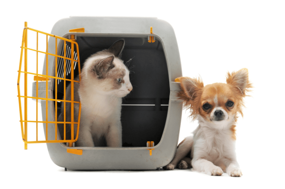 Service Provider of Boarding For Cats And Dogs in Gurgaon, Haryana, India.