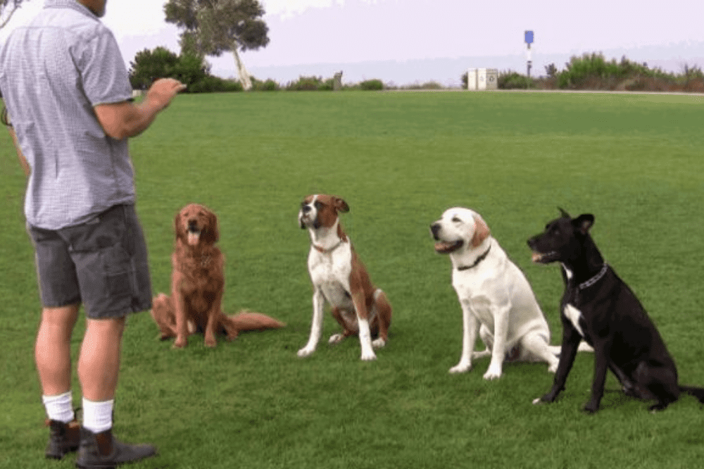 Service Provider of Dog Training in Gurgaon, Haryana, India.